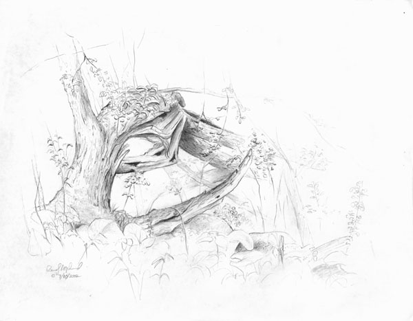 Randy Asplund Blasted Tree